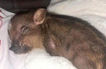 アリアナ・グランデ、豚を飼い始める！？