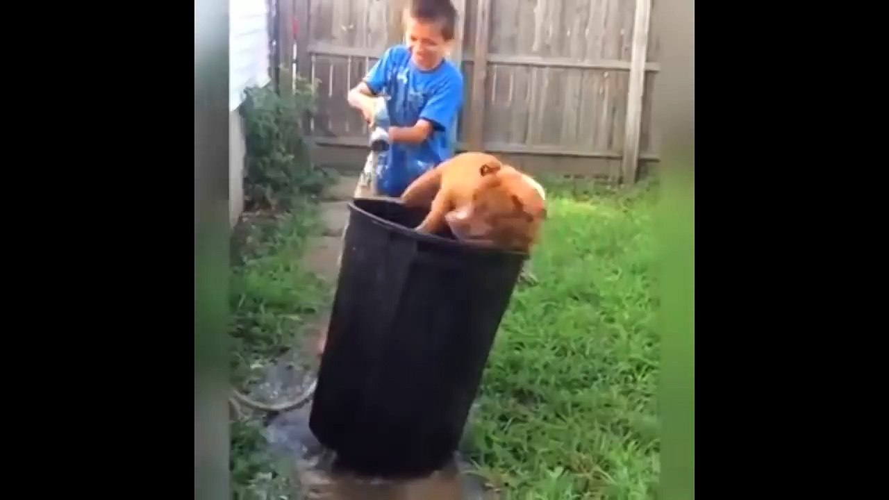 Funny Cat and Dogs compilation - Cute Dog and Cats videos 2018