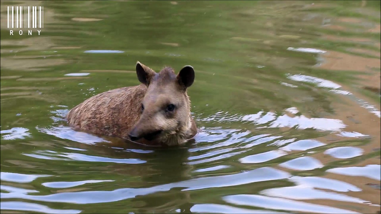 Les Tapirs d’Amérique du Sud