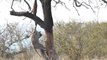 Un léopard se la joue acrobat pour attraper sa proie