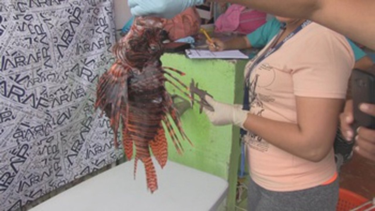 Panamá organiza torneos de pesca para controlar población del pez león