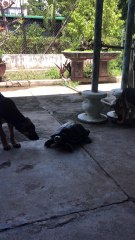 Turtle Takes on Two Dogs