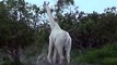 Girafas brancas raras são captadas em câmera