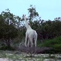 Girafas brancas raras são captadas em câmera