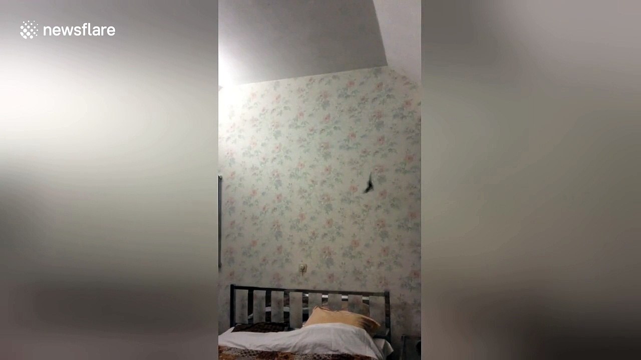Small bat breaks into bedroom