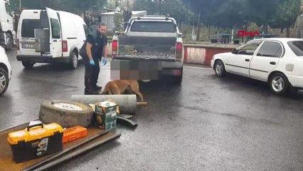 Kahramanmaraş Nesli Tükenen Kuş, Andırın'da Tarlaya Düştü