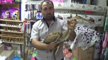 Kahramanmaraş Nesli Tükenen Kuş, Andırın'da Tarlaya Düştü Özel Hd