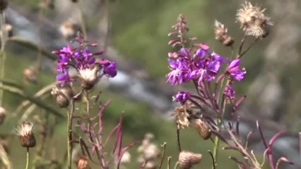 Anzer Balında Tüm Siparişler Karşılanmaya Çalışılacak