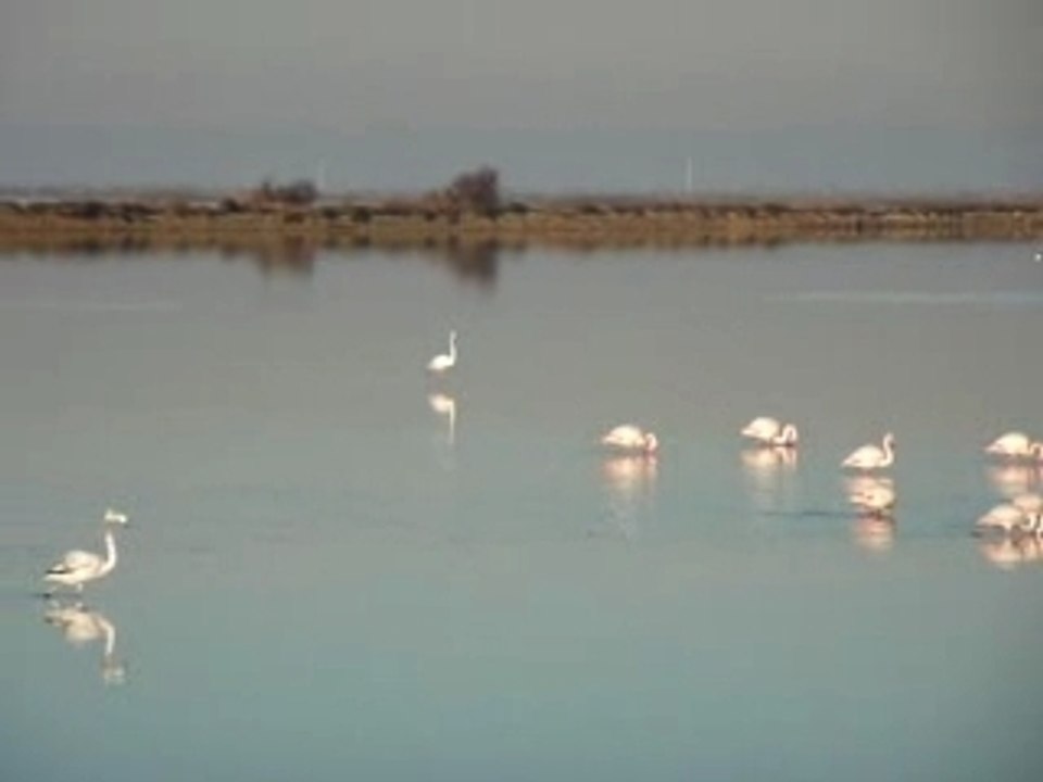 CAMARGUES - Sallin de Giraud-Décembre 2007  (2)