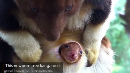 Watch newborn endangered tree kangaroo poke its head from mother's pouch