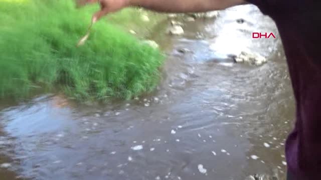 Bursa Toplu Balık Ölümleri Görülen Dereler Temiz Çıktı