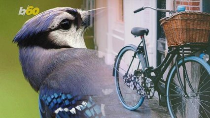 Google Holds Competition to Help Its Algorithm Tell Bikes from Birds