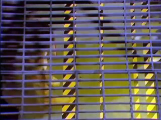 Doctor Who (Doctor Who Classic) S20 - E15