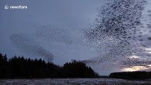 Incredible murmuration of starlings as thousands speed through the skies