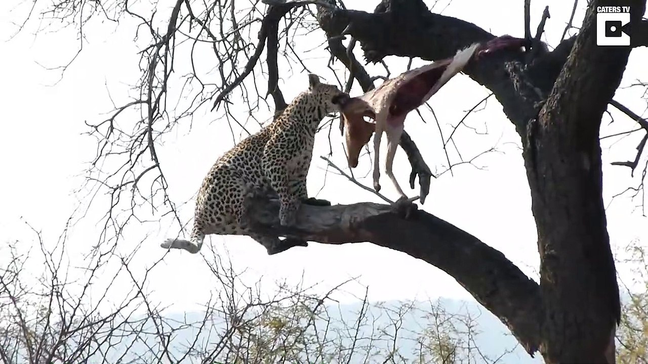A leopard plays acrobat to catch his prey