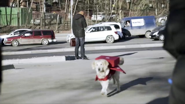 Собачья доставка пиццы