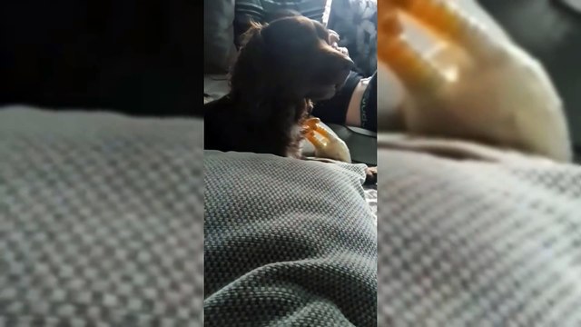 Un chien maltraite son maitre