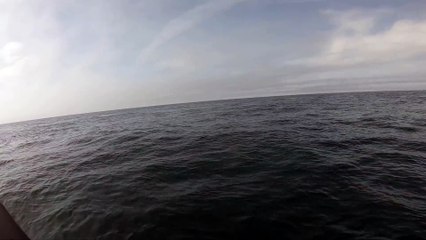 Une baleine frappe un Zodiac avec sa queue