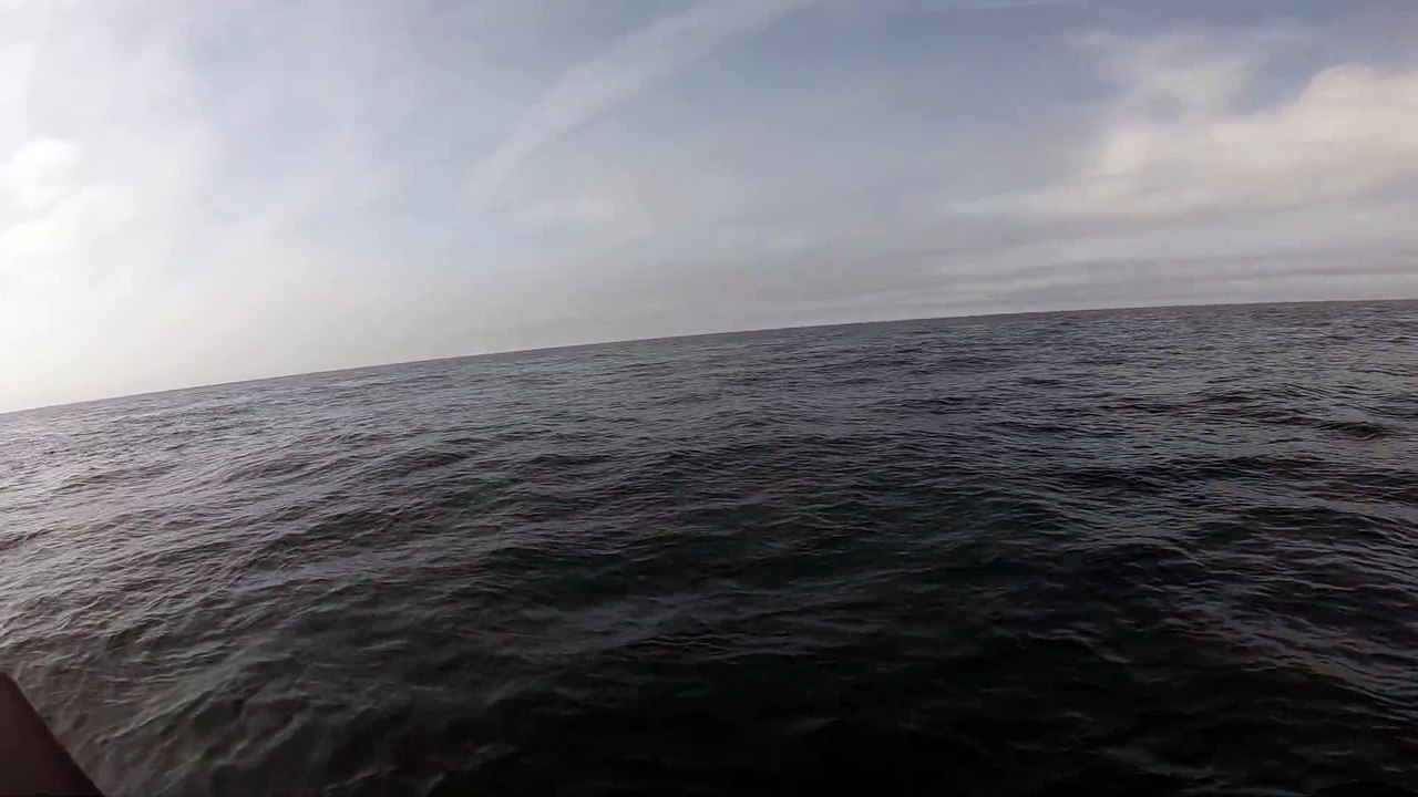 Une baleine frappe un Zodiac avec sa queue