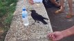 Un oiseau très intelligent demande à boire à des touristes