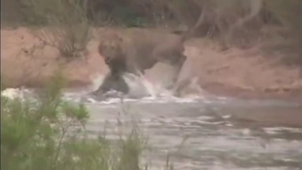 Un lion échappe de peu à la morsure d'un crocodile