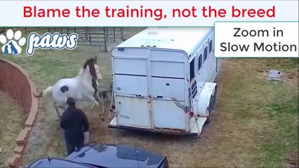 Un pitbull a la mauvaise idée de s'en prendre à un cheval