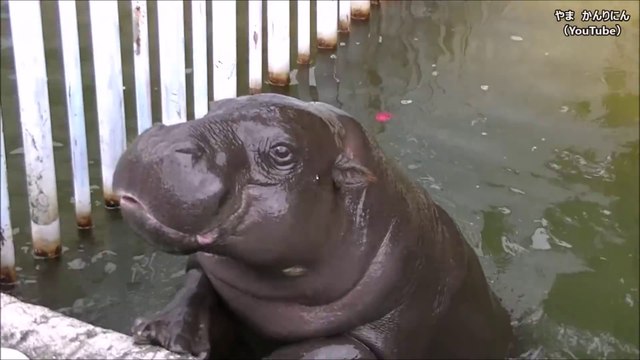 L'heure du repas pour cet hippopotame adorable