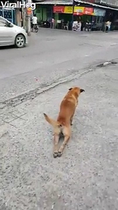 Este perro es el mejor actor del mundo