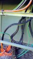 Python Lives Inside Electrical Control Box