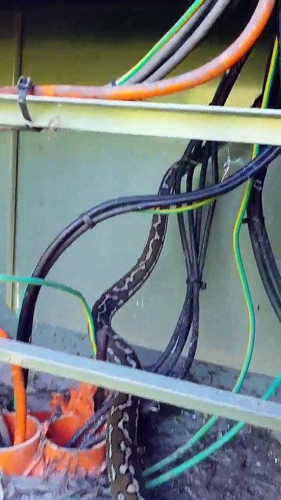 Python Lives Inside Electrical Control Box