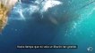 Presentamos a Deep Blue, uno de los tiburones blancos más grandes que se hayan visto nunca