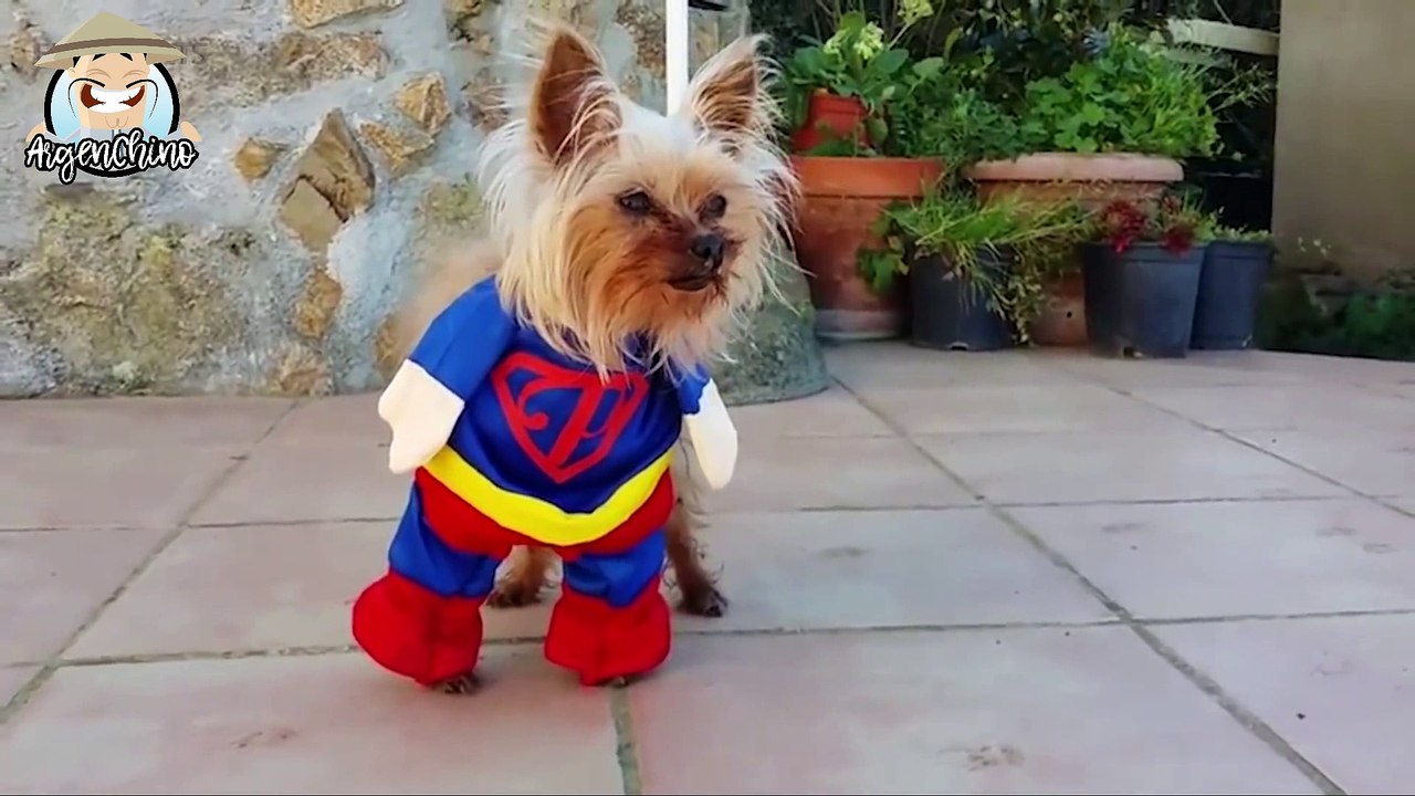 Mascotas con DISFRACES DIVERTIDOS!