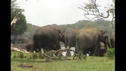 The rare incident occurred between elephants in Sri Lanka