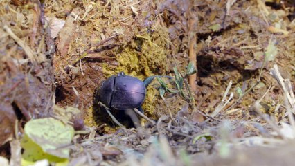 [Documentary] Africas Wild Horizons Series 1 4of6 Wild Swaziland