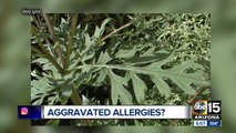 Allergies acting up? Blame ragweed.