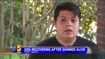 Dog Recovering After Owner Finds Him with Skin on His Back Peeled Away