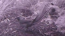 Motion Sensor Camera Captures Superb Lyrebird Mimicking Bird Calls