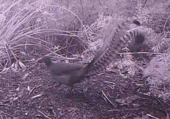 Motion Sensor Camera Captures Superb Lyrebird Mimicking Bird Calls