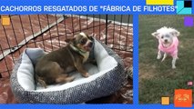 Cachorros resgatados de