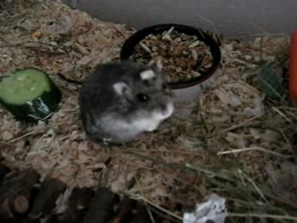 Hamster