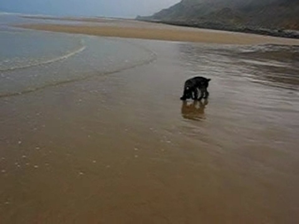 COYOTTE A LA PLAGE