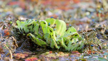 [Documentary] Love Nature Big Dry Series 1 1of3 The Drought Begins