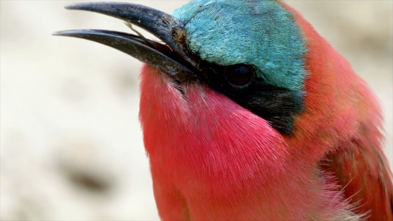 [Documentary] Love Nature Big Dry Series 1 2of3 Life in the Furnace