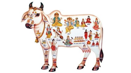 Cow in Hindu Religion | हिन्दू गाय को मानतें हैं देवी-देवताओं का मंदिर, जानें क्या है वजह | Boldsky