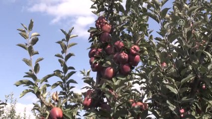 Isparta'da Elma Hasadı