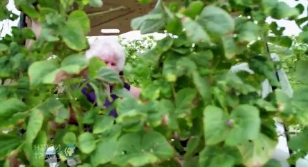 A Chefs Life S05  E02 Shake, Rattle and Pole  Beans