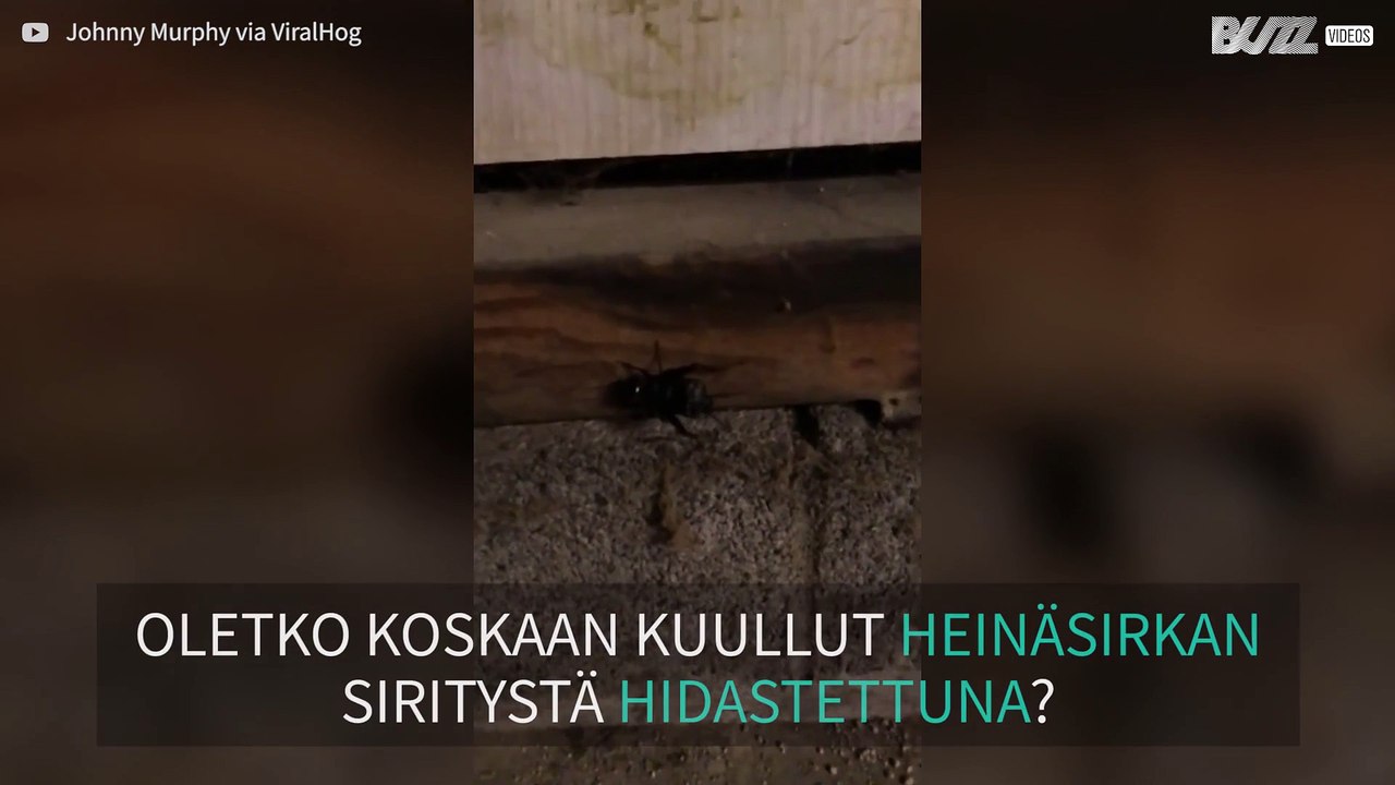 Tältä heinäsirkan siritys kuulostaa hidastettuna