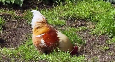 Escape to the Country S18 - Ep33 Northern Ireland HD Watch