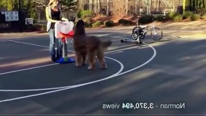 Teach My Pet to Do That S01  E05 E 5