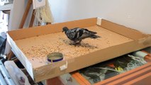 Lüleburgaz'da güvercinle esnafın dostluğu - KIRKLARELİ